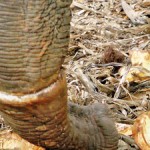 This elephant had fallen victim to a hunter's trap