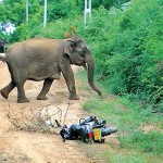 A motor cyclist abandoned his vehicle  in a desperate to escape a herd of  elephants crossing the road