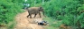 Unplanned land use and elephant encroachment