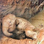 This baby elephant was rescued with great difficulty by officers of the Wildlife Department
