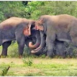 Two young bull elephants fight during the mating season
