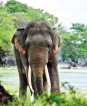 Tusker returns after a year
