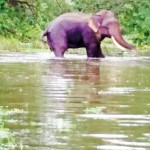 Frolicking in the water: Back at the Kalawewa park