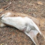 In their greed to make a quick buck, poachers have turned to poisoning water holes in the reserves. The blackened tongue of this dead animal indicates poisoning