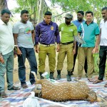 Wild Life Officers with an animal which had just died in one of the traps