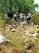 CDF member remanded for allegedly poisoning 27 goats