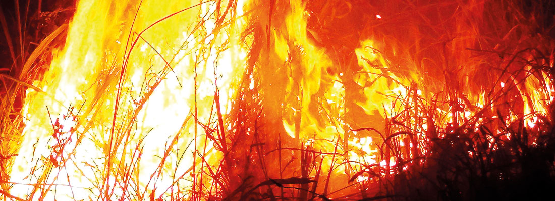 Sri Lankans spark most destructive forest fires