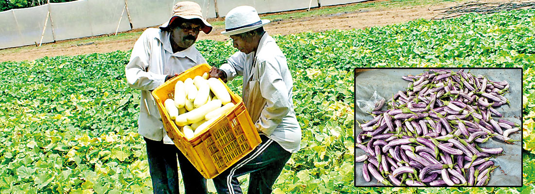Transforming Sri Lanka’s farmers to grow healthy food courtesy Cargills