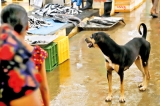 Filth and fish at the Peliyagoda fish market