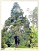 Nuwara Eliya’s  historic peace  tree turns 100