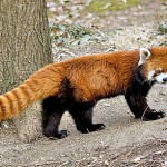 red-panda-2