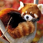 red-panda-3