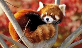 THE RED PANDA