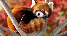 THE RED PANDA