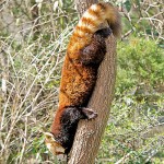 red-panda-descent