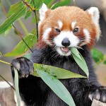 red-panda-eating