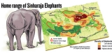 Deep in Sinharaja, hope rises for threatened jumbos