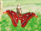 ‘Made for mating’ giant moth causes stir