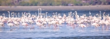 Flamingos flock to Nandikadal