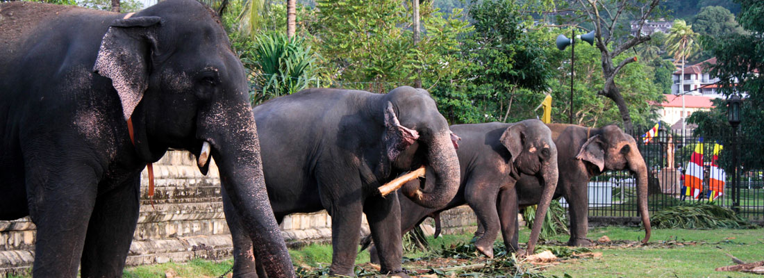 Spotlight on how elephants  are judged fit for peraheras