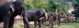 Spotlight on how elephants  are judged fit for peraheras