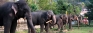 Spotlight on how elephants  are judged fit for peraheras