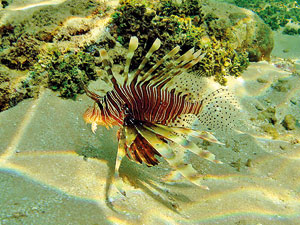 Lion-fish