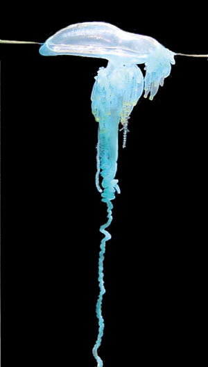 Portugese-man-o-war