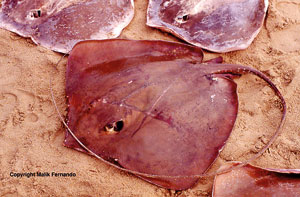 Sting-ray-(c)