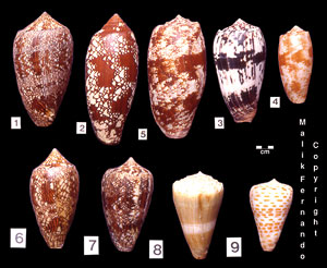 Venomous-cones