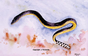 Yellow-bellied-sea-snake