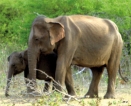 ‘White elephant’ concentration camp for problem jumbos