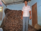 Tobacco farmers at butt end of wavering Govt. policy