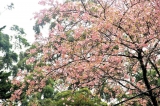 Cherry Blossom time at the Victoria Park