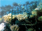 Replanting to revive southern coral reefs