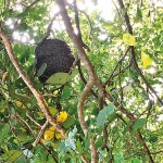 Bee-hive