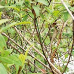 Camouflaged-garden-lizard