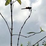 Dragonfly-with-its-wings-spread-out