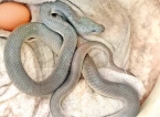 Unusual coloured snake turned out to be common wolf snake