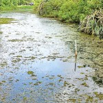 Pond-with-Indian-green-pond-frogs