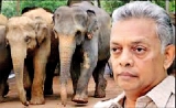 Dr. Pilapitiya on ‘Social behaviour of elephants’ Dr. Pilapitiya on ‘Social behaviour of elephants’