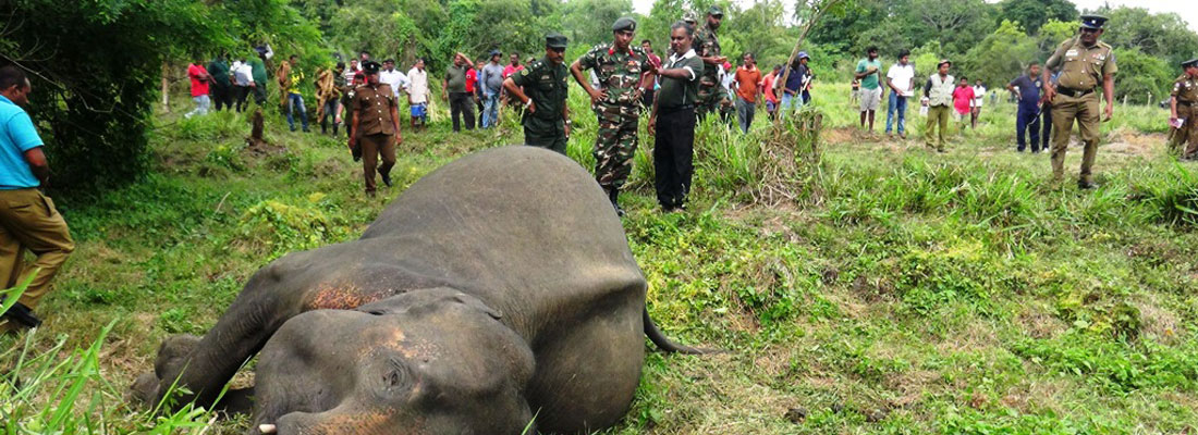 Three more elephants found dead at National Park , Thandikulam
