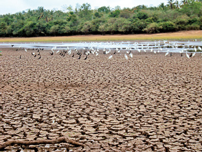 4c4dparched-rice-fields_15082019_B05_CMY