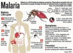 Vital to keep scourge  of malaria at bay
