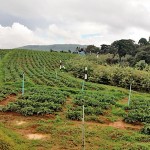 Some-lands-use-for-agricultural-purposes