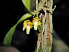 Alarm over decline in Anuradhapura Orchid population; call to protect native beauties