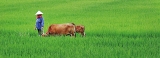 Rural-uprooting and urban-replanting Rural-uprooting and urban-replanting