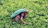SL tea producers worry over growing discrepancy between auction price and export prices
