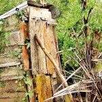 Puttalam: Weathercock