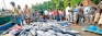 EU says GSP+ has fostered sustainable development in SL